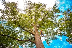 Best Tree and Shrub Care  in Lipatria, CA