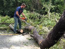 Best Tree Cabling and Bracing  in Lipatria, CA