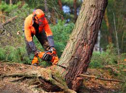 Best Firewood Processing and Delivery  in Lipatria, CA