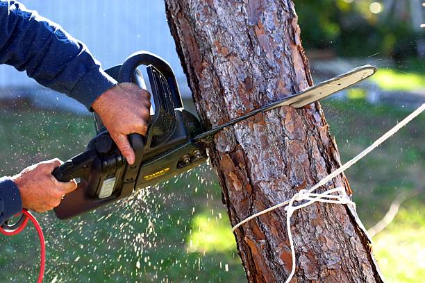 Best Tree Removal  in Lipatria, CA