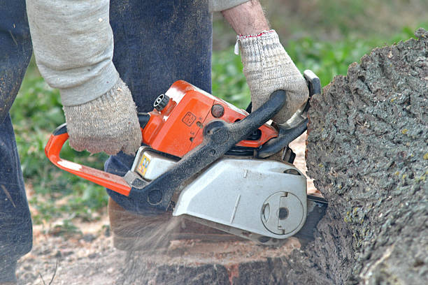  Lipatria, CA Tree Care Pros