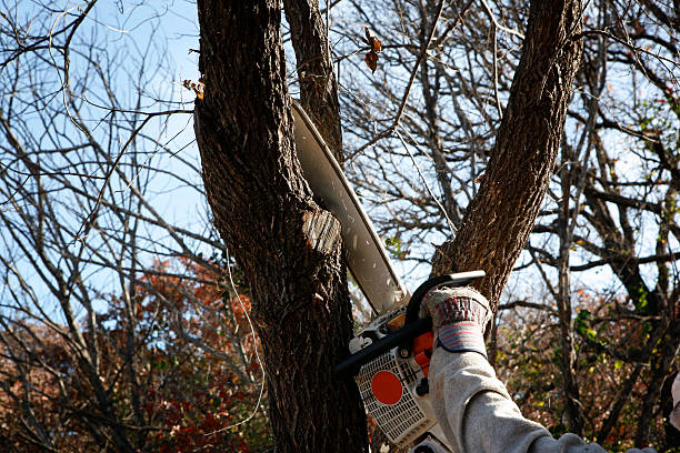Best Tree Preservation Services  in Lipatria, CA