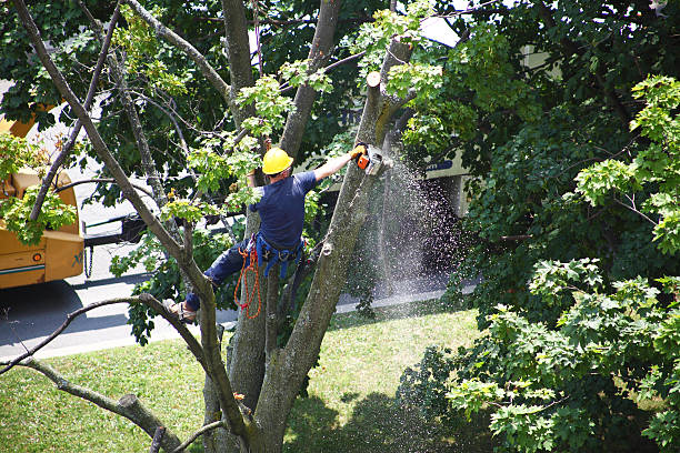 How Our Tree Care Process Works  in  Calipatria, CA