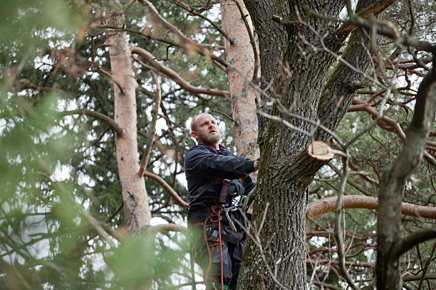 Best Tree Health Inspection  in Lipatria, CA