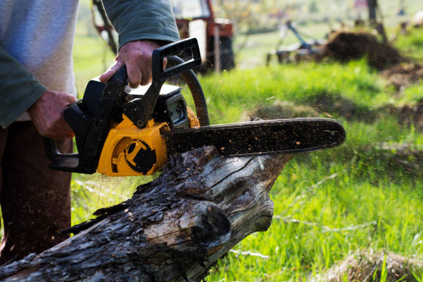 Best Commercial Tree Services  in Lipatria, CA