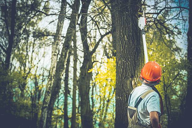 Best Tree Risk Assessment  in Lipatria, CA