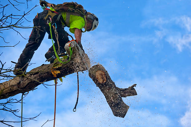 Best Weed Control  in Lipatria, CA