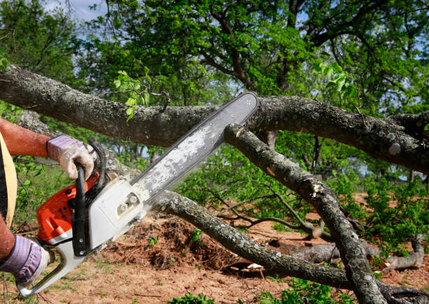 Best Emergency Tree Removal  in Lipatria, CA