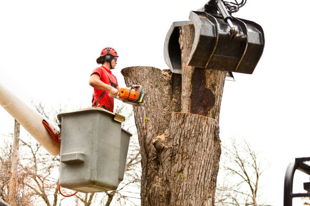 Professional Tree Care in Calipatria, CA