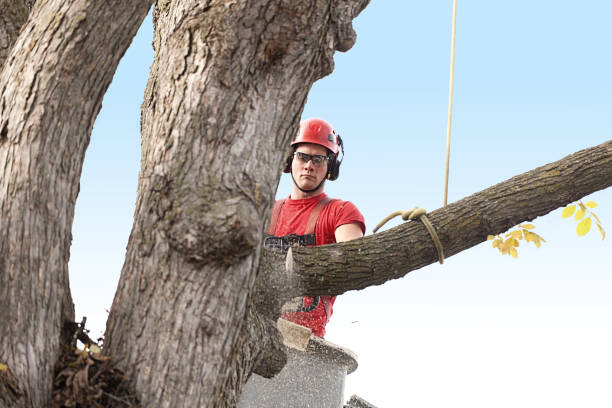 Best Tree Disease Treatment  in Lipatria, CA